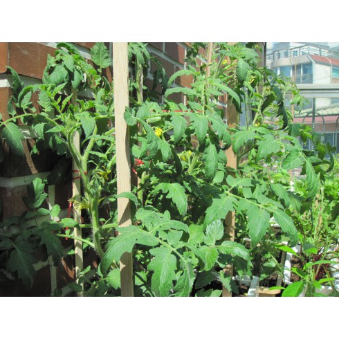 Hạt Giống Cà Chua Tím  - Dinh Dưỡng, Năng Suất Cao - MUA 3 TẶNG 1 CÙNG LOẠI