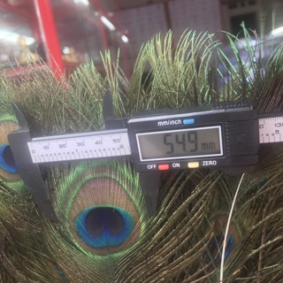 100 lông công phong thuỷ dài 80cm - 90 cm