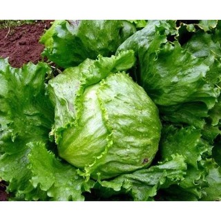 Hạt giống Xà Lách Mỹ SIÊU NGỌT
