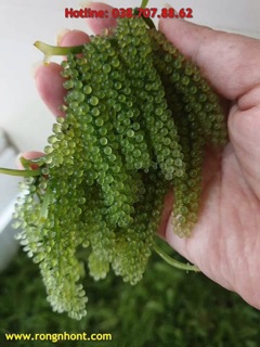 Rong nho biển tươi