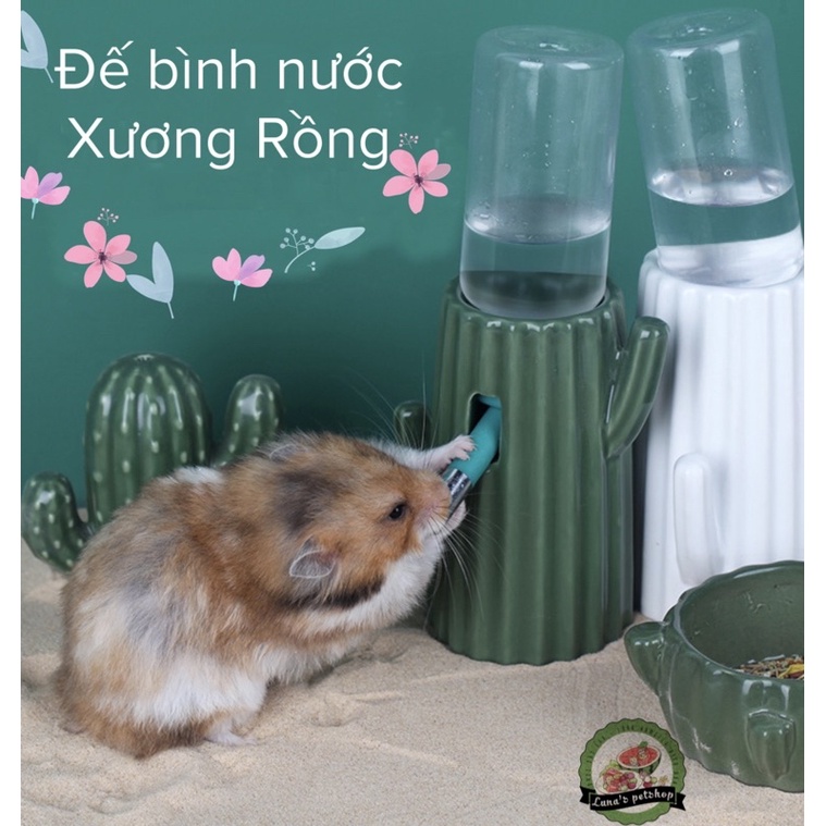 Đế bình nước xương rồng. Đế kê bình nước cho hamster. Kệ bình nước xương rồng trang trí chuồng hamster