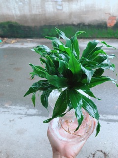 Chậu Cây Phát Tài Thuỷ Sinh