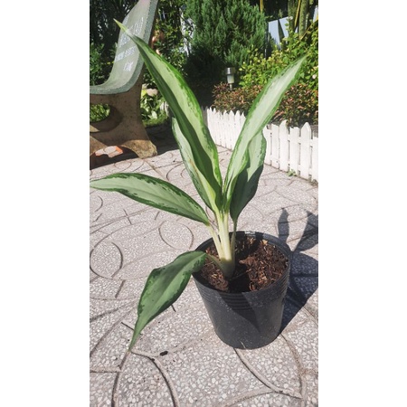 Cây Giữ Tiền, Kim Phát Tài