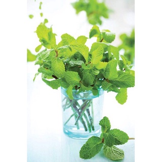 100h hạt giống bạc hà pennyroyal