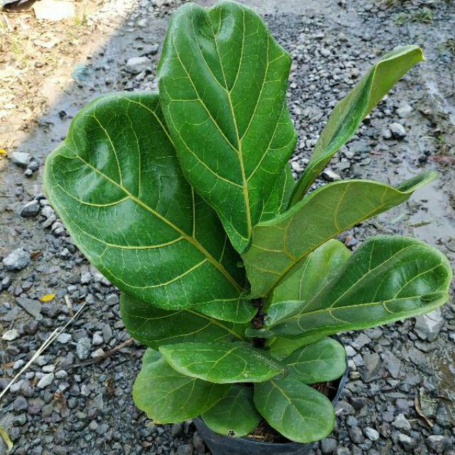 Cây bàng singapore