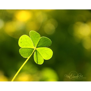 Hạt giống cỏ 3 lá/cỏ may mắn