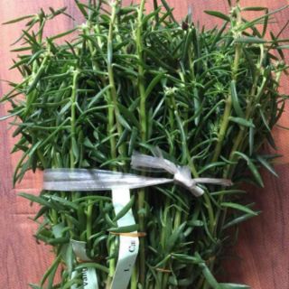 100 Cành hoa Mười giờ kép. 7 màu