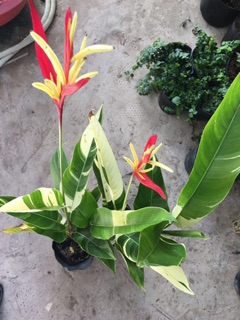 Cây hoa mỏ két Cẩm thạch