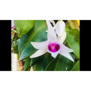 Chai giống phi điệp ÁM  Phú Thọ