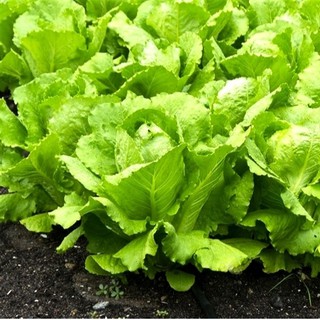 Hạt Giống Xà Lách Romaine 2gr