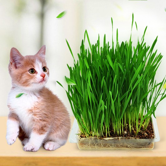 Set cỏ lúa mì tự trồng cho mèo - Kèm sẵn đất và hạt giống