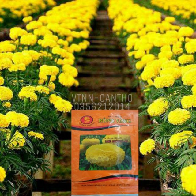 Hạt giống Vạn Thọ thái lùn F1 Rồng Vàng Mê Kông'45' màu vàng chanh