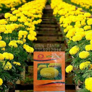 Hạt giống Vạn Thọ thái lùn F1 Rồng Vàng Mê Kông'45' màu vàng chanh