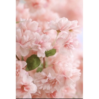 xả 5 cành hoa anh đào lụa to dài