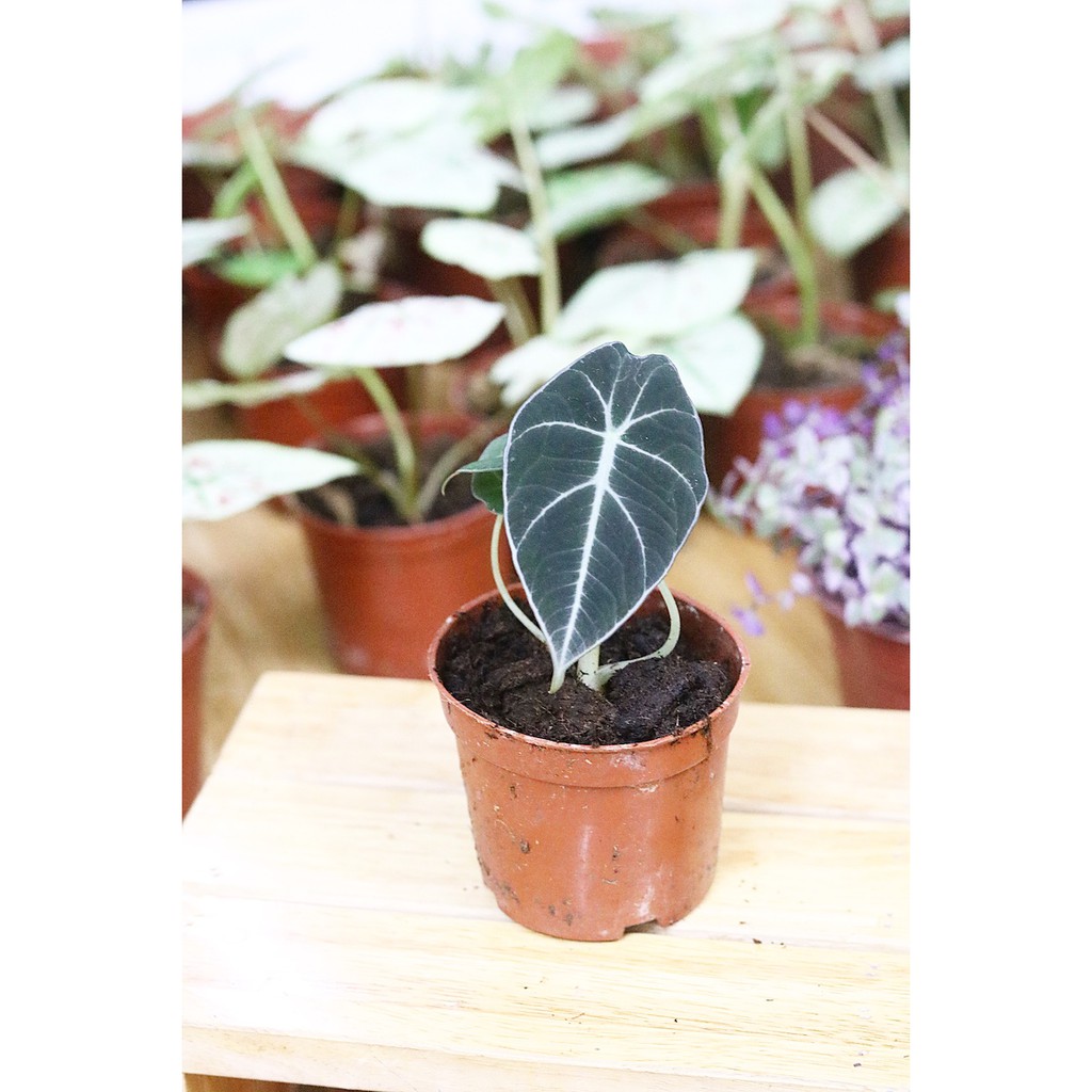 Chậu cây Alocasia Black Velvet (Little Queen Alocasia) – Môn Đen Lá Nhung