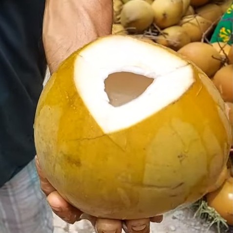Cây Giống Dừa Ma Lai Vàng_ Dừa Siêu trái siêu nước_Có trái sau 2.5 năm trồng