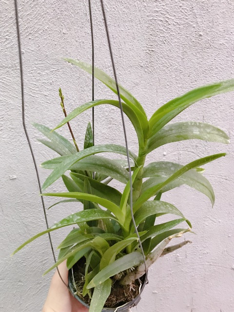 Lan mini YaYa cây tơ mướt đang vòi hoa