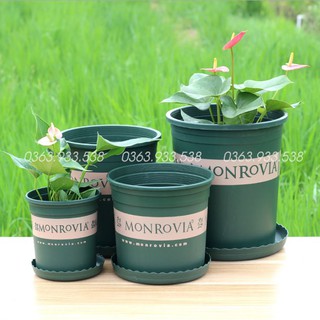 Chậu Monrovia 1GL