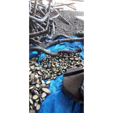1 kg Dây Đau Xương phơi khô sạch sẽ