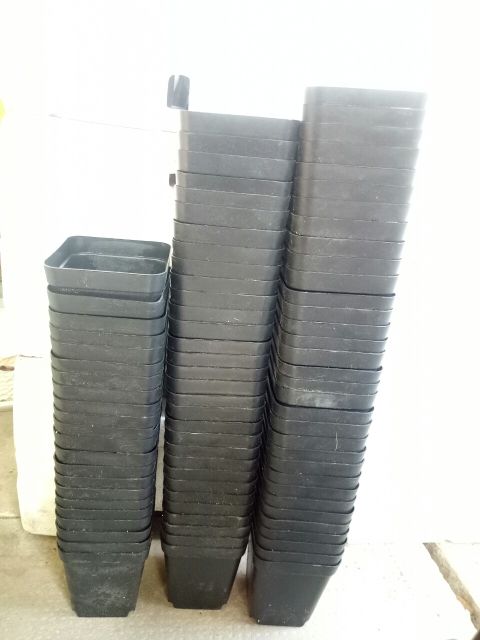 Chậu Trồng Sen Đá-Xương Rồng