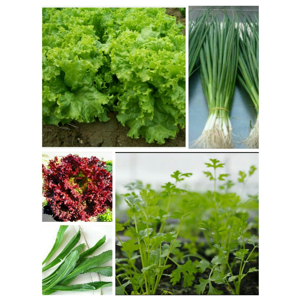 Combo 10 gói rau ăn lá tự chọn giá rẻ dễ trồng
