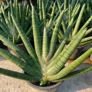 Lưỡi hổ ngà voi