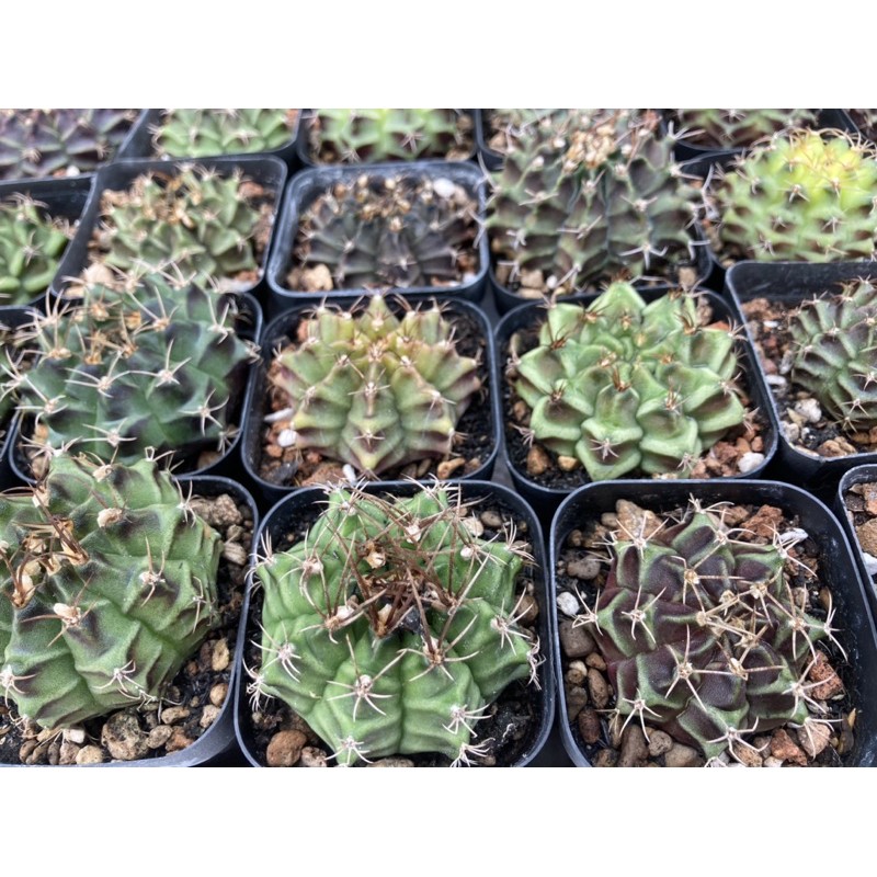 Xương rồng Gym vân ~5cm