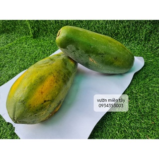 Đu đủ chín- đu đủ xanh (01 trái 1kg~1,4kg)