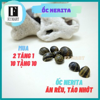 Ốc Nerita | Ốc ăn rêu hại, tảo nâu tốt nhất hiện nay