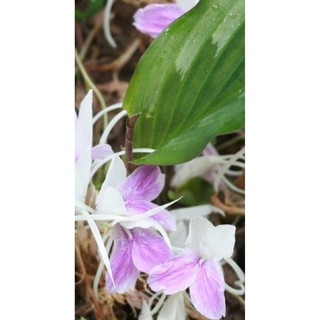 Cây tam thất nam( khương tam thất)