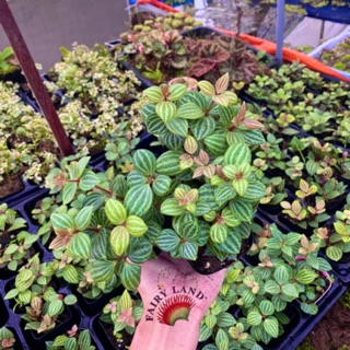 Cây Peperomia- Tặng 1 chậu Ruby với đơn hơn 250k