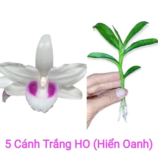 Lan 5CT HO, Kie tự nhiên trên thân 6-10cm - 5 cánh trắng Hiển Oanh