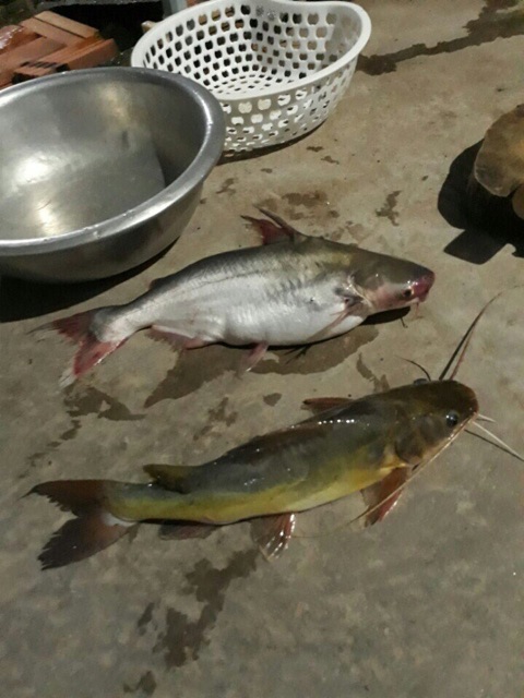 Mồi thuốc cá lăng hu 500g | BigBuy360 - bigbuy360.vn