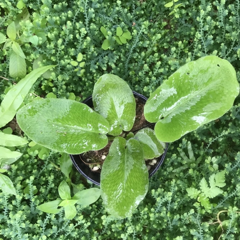 Dương xỉ Hemionitis Arifolia