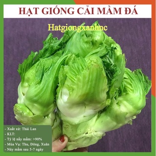 Gói 50 hạt giống cải mầm đá, dễ trông, năng suất cao