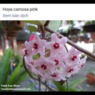 Cây giống cẩm cù hoya carnosa pink