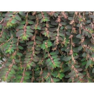 1kg cây cỏ sữa khô ( cỏ sữa lá nhỏ) giúp thông sữa hàng loại 1