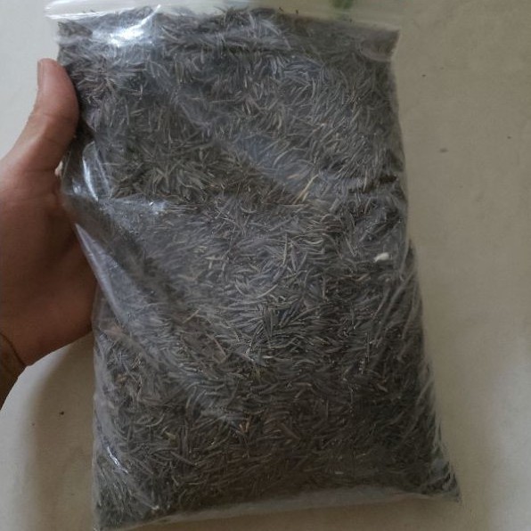 1 lạng - Hạt giống sao nháy nhiều màu F1 Nhập Khẩu