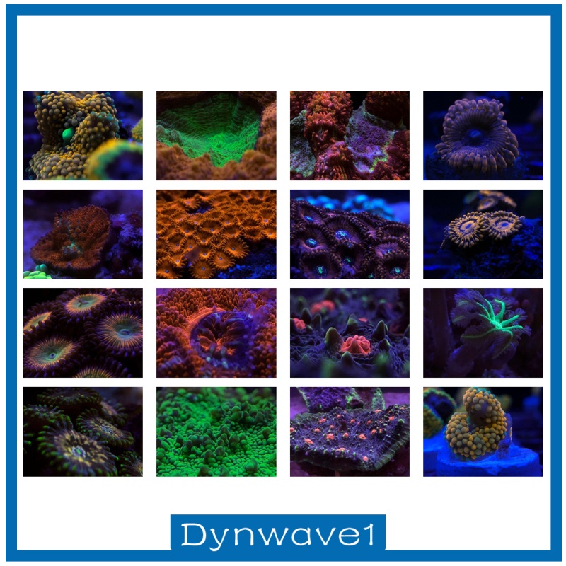 [DYNWAVE1] Smartphone Reef Coral Lens Filter Kits for Phone Reef Lenses 4 Lenses Kit