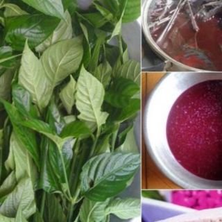 Combo 12 Cây lá cẩm thái