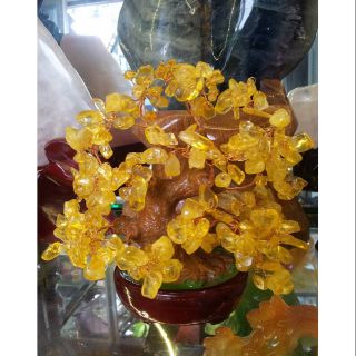 Cây Tài Lộc T.A Vàng