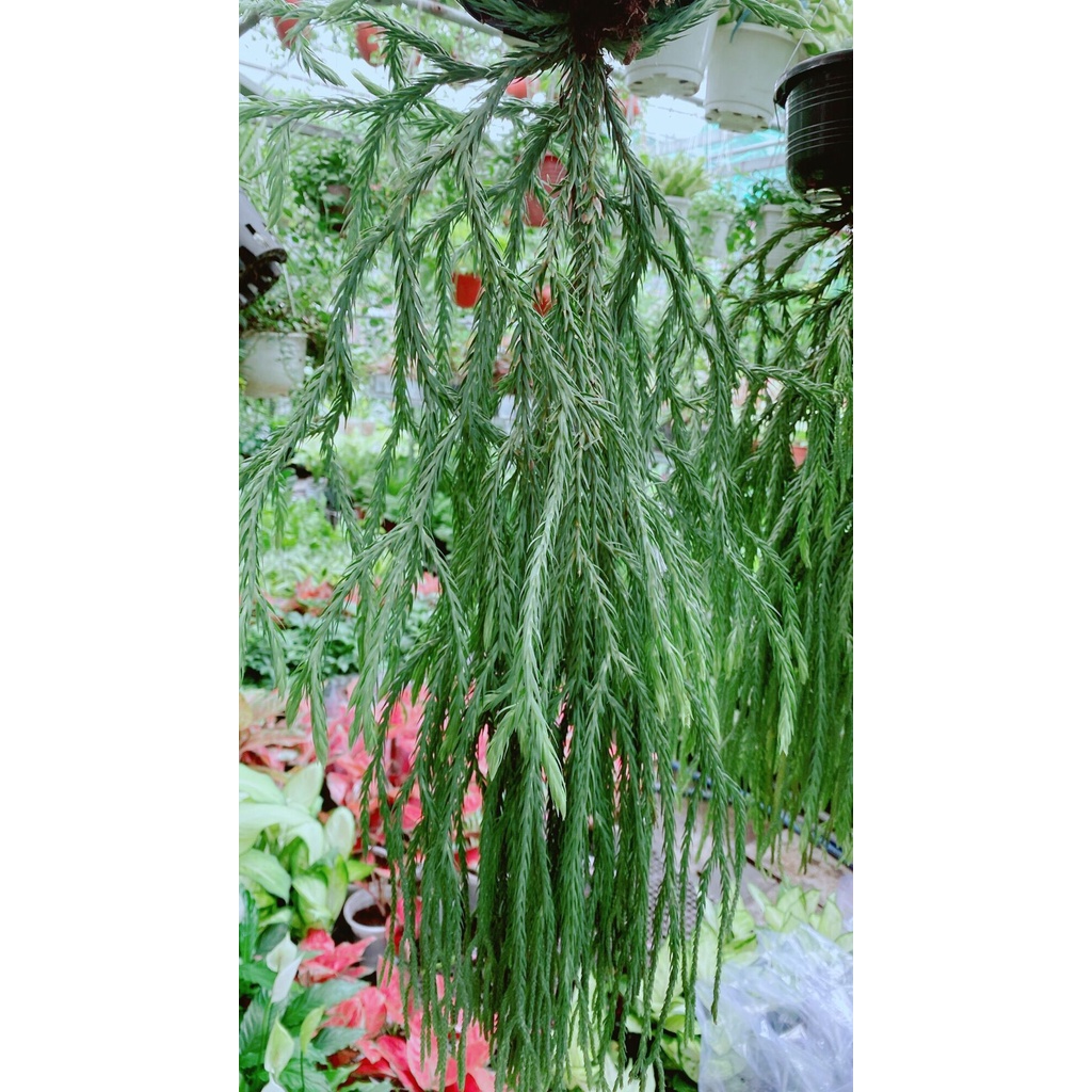 Cây Râu Rồng
