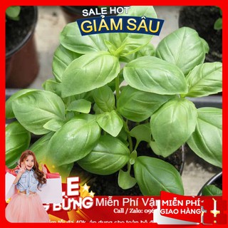 Hạt Giống Húng Tây -100 Hạt / Gói