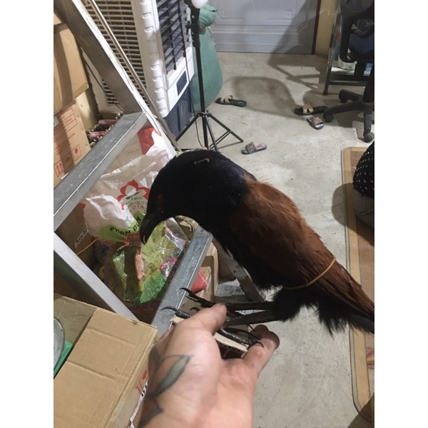 mồi bịp giả