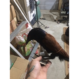 Mồi bịp giả