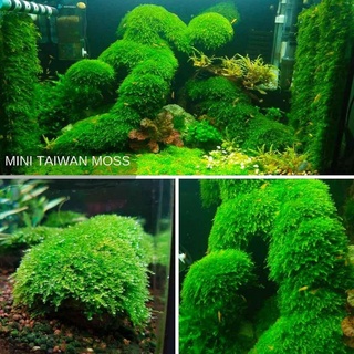 Rêu vĩ Minitaiwan
