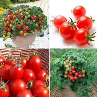 Gói 20 HẠT GIỐNG CÀ CHUA BI ĐỎ LÙ