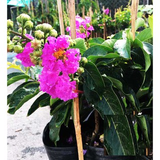 cây giống BẰNG LĂNG TÍM - HOA SIÊU ĐẸP GIÁ SIÊU RẺ