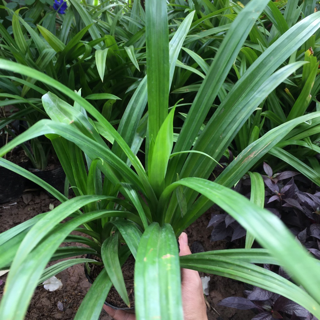 Cây Lá Nếp,Nếp Thơm,Lá Dứa,Cơm Nếp Trồng Bụi