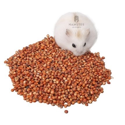 Hạt bo bo cho Hamster, Sóc , Vẹt lọ 90g